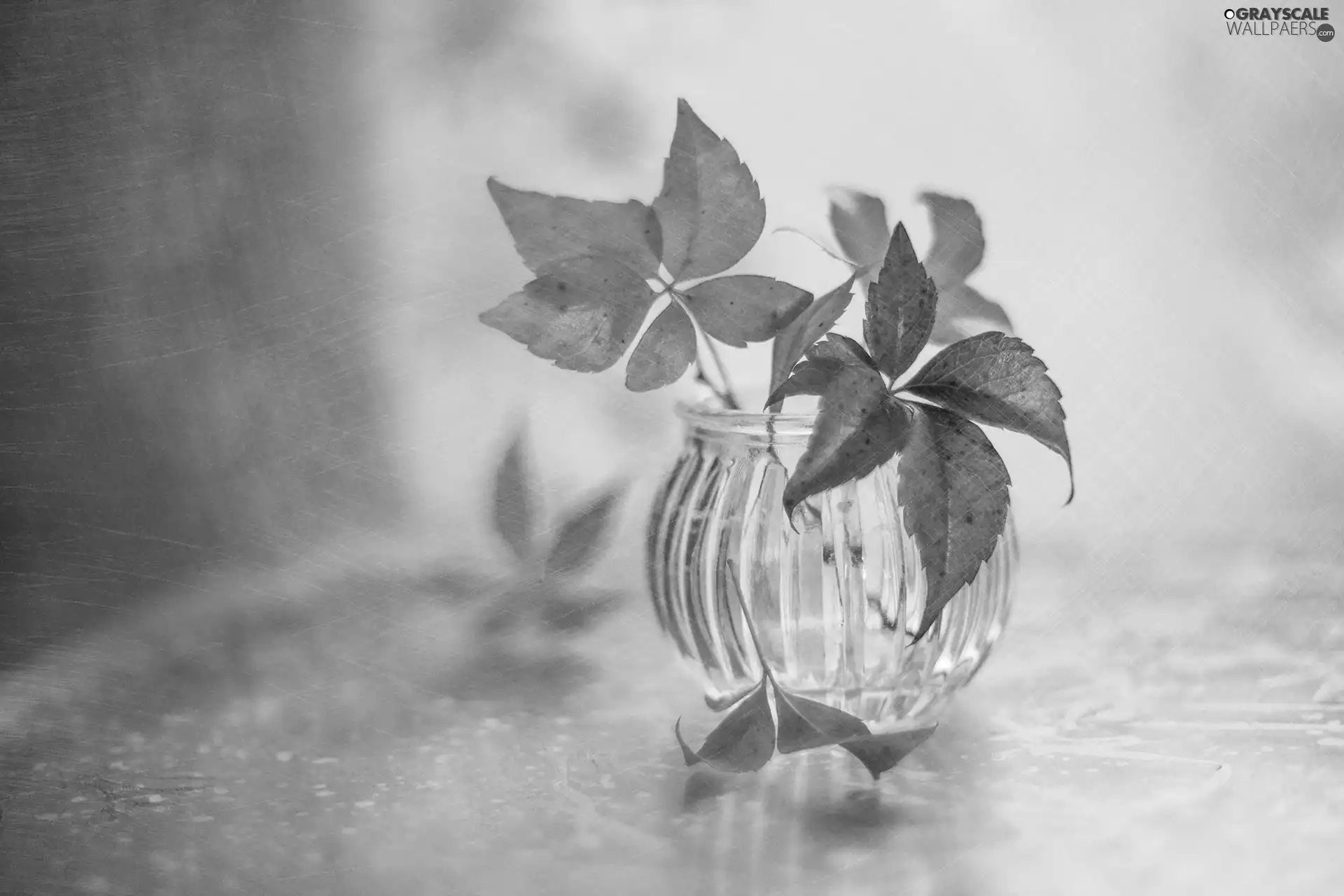 Black and white, Woodbine, vase, Leaf