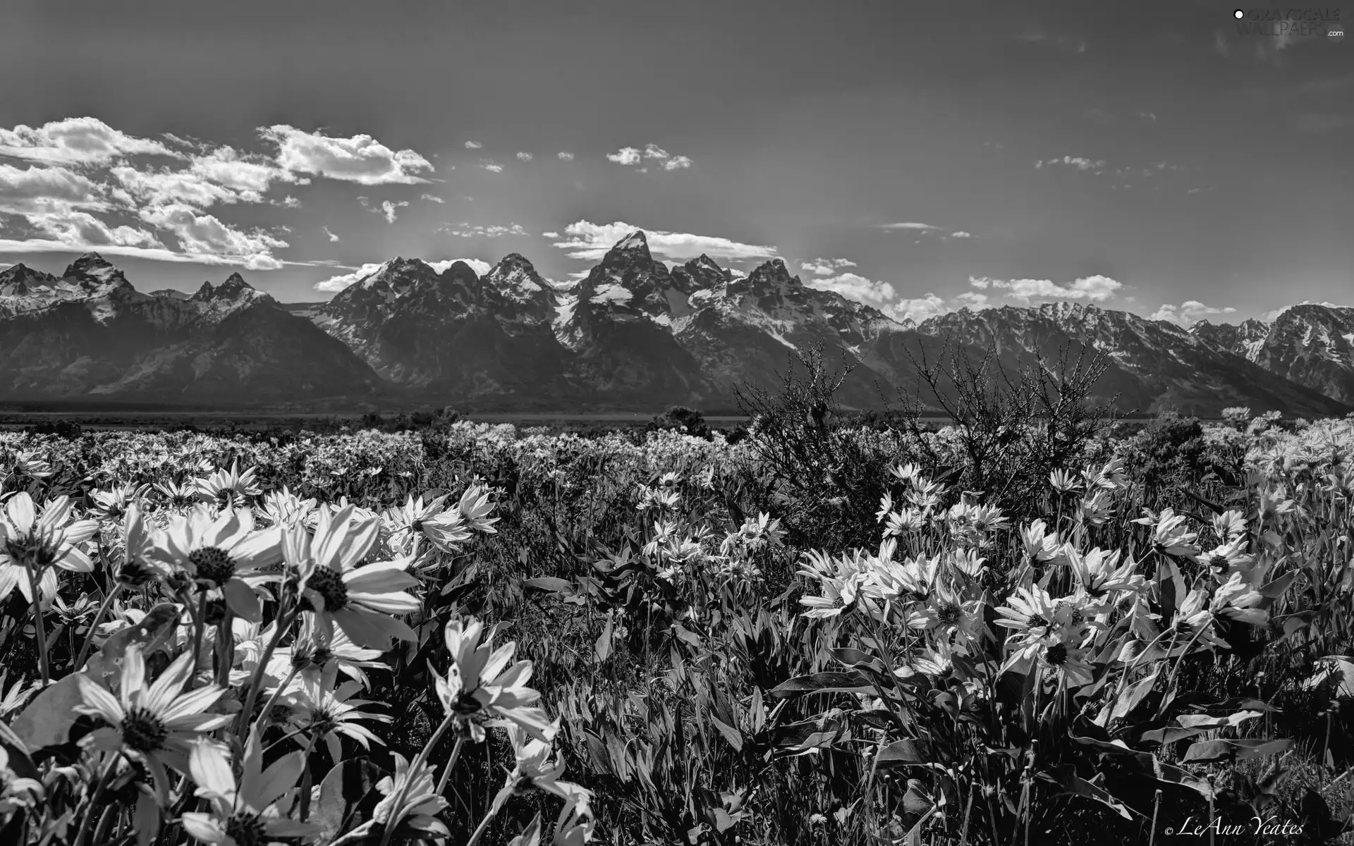 Grand Teton National Park, The United States, Flowers, Meadow, Mountains, State of Wyoming
