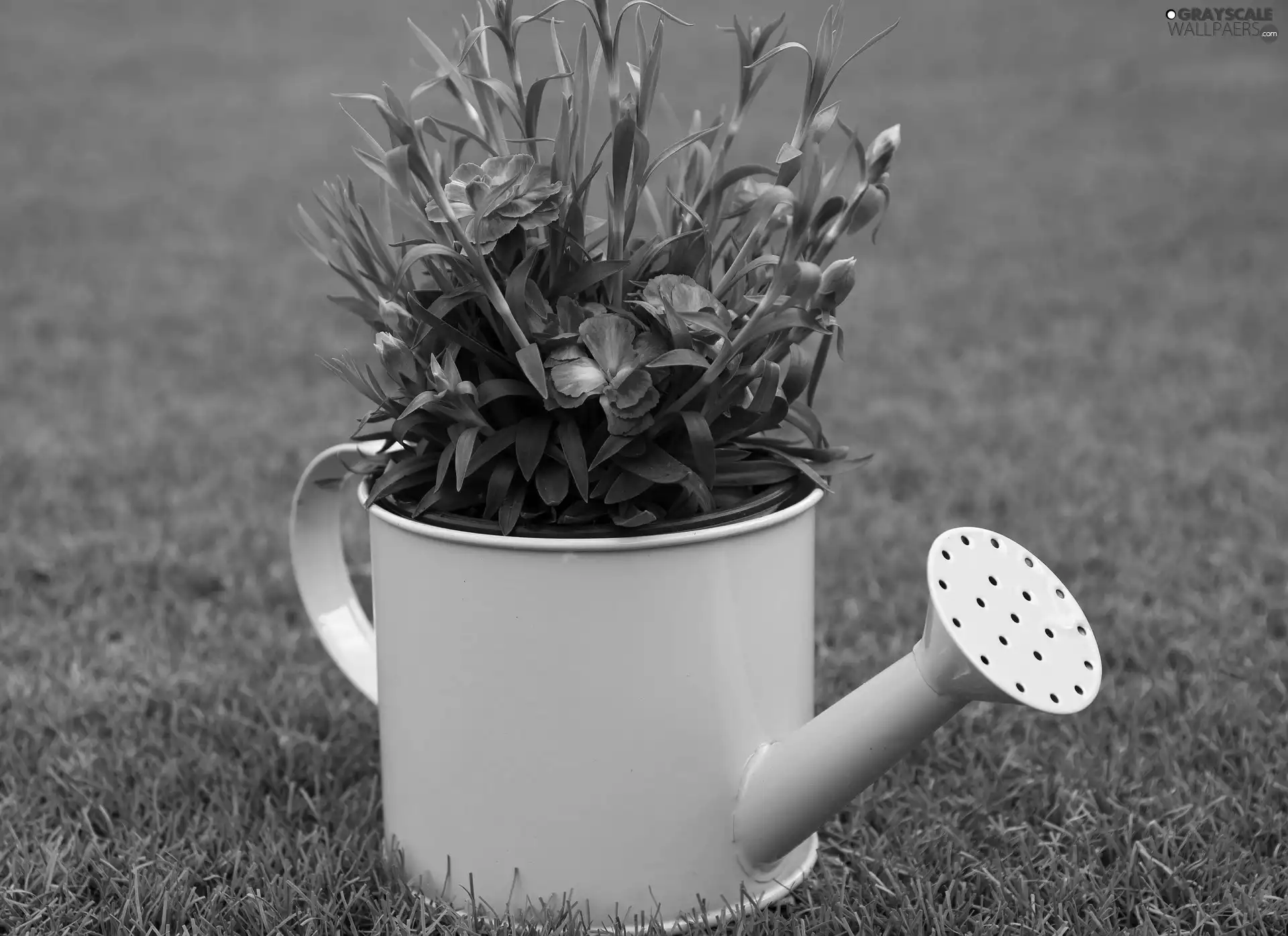 Yellow Honda, Flowers, grass, blurry background, watering can, cloves