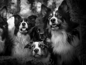friends, Dogs, Border Collie