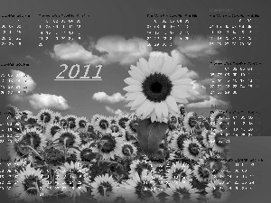 Sunflower, Calendar 2011