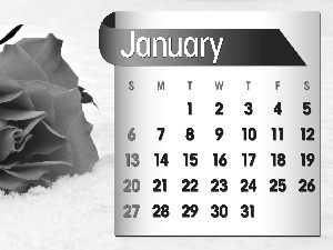 Calendar, january, 2013, rose