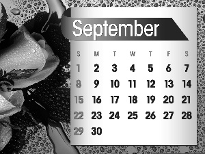 Calendar, september, 2013, roses