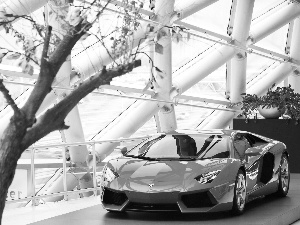 Aventador, automobile, Bush, Lamborghini, saloon, 2013, Magnolii