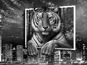 Town, tiger, 4d, Night