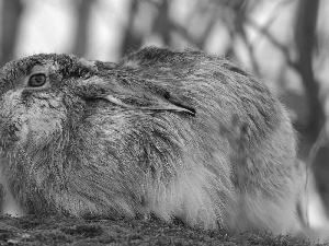 Wild Rabbit, Meadow, A frightened, russian