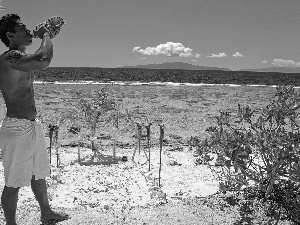 a man, shell, sea, Plants, Beaches