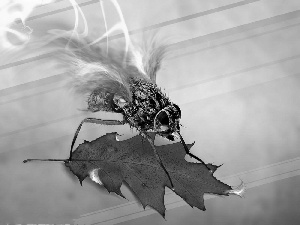 graphics, leaf, abstraction, Insect