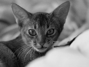 cat, Abyssinian