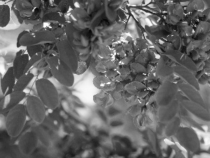 acacia, Pink, Flowers