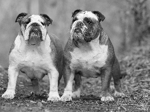 Bulldogs, Two cars, adult