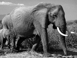 Family, savanna, Africa, elephants