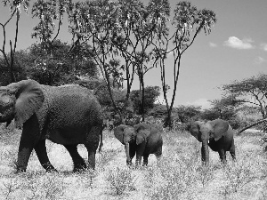 folks, savanna, Africa, elephants