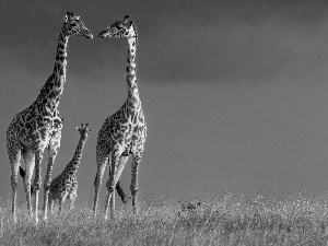 giraffe, savanna, Africa, Family