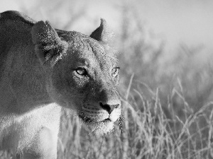 Lioness, Africa