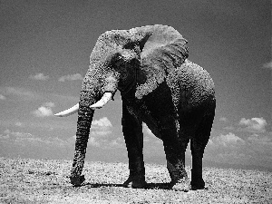 Africa, Elephant, savanna