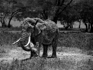 Africa, Elephant, savanna