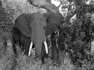 Africa, Elephants, savanna