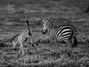 Africa, zebra, savanna