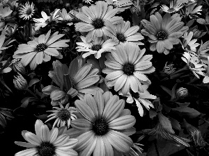 Different colored, daisy, African, Flowers