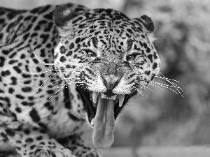 Tounge, Jaguar, canines