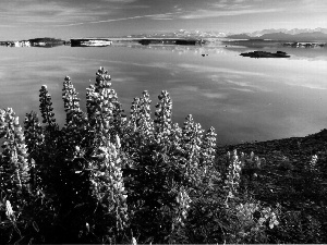 Flowers, Vitus, Alaska, lake