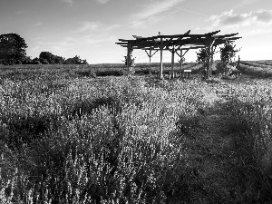 Field, lavender, alcove, Violet