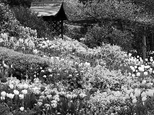 alcove, Garden, Tulips