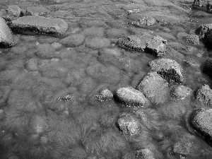 Stones, Gdynia Orłowo, algae