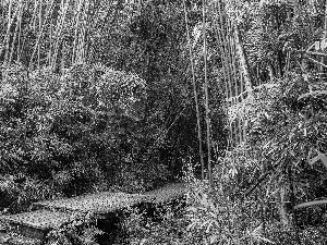 trees, viewes, The United States, footbridge, Maui, bamboo, forest, Aloha State Hawaje