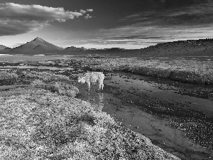 Alpaca, Bolivia, lake