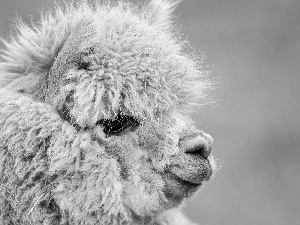 Alpaca