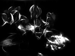 Cyclamen, Alpine Violets, Fractalius