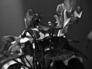 Cyclamen