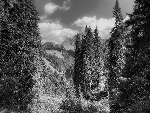 forest, Valley, Austria, Mountains, Tirol, viewes, trees, Alps