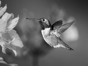 humming-bird, Flowers, Alstroemeria, Bird