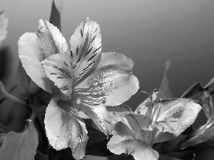 Alstroemeria, Plants, Flowers