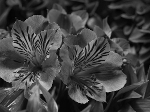 Alstroemeria, Red, Flowers