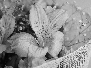 Alstroemeria, Flowers, Pink