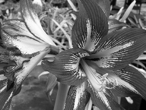 Flowers, amaryllis