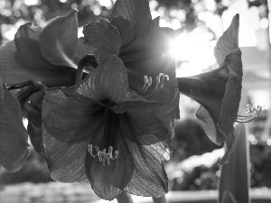 Red, amaryllis