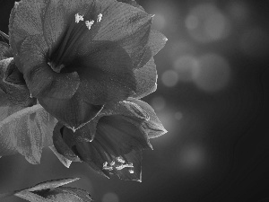 Red, amaryllis