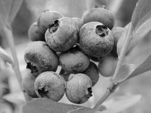 bilberry, blueberries, Fruits, American