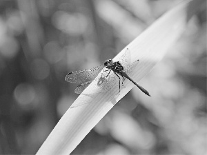 grass, dragon-fly, an