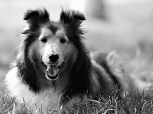 meadow, Scottish Shepherd, an