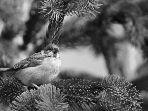 pine Tree, birdies, an