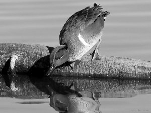 an, water, drake, trunk, garganey