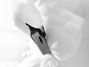 Swans, feather, Black and white, nose