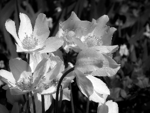 anemone, nature, Flowers