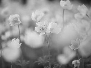 Flowers, White, Poppy Anemone